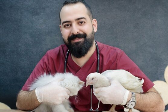 doctor of veterinary medicine in pakistan