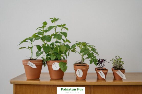 bs botany subjects in pakistan